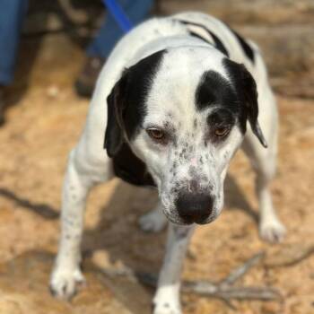 Mixed Breed Dogs Available for Adoption in Corbin, Kentucky - Muscle Man | PetCurious