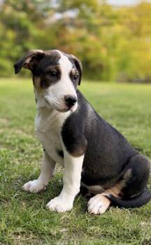 Beagle and Labrador Retriever Dogs Available for Adoption in Watertown, Connecticut - Clark | PetCurious