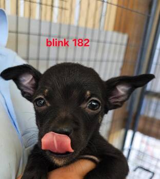 Blink 182 -  Mixed Breed Dog for Adoption in Panama City, Florida - Blink 182 | PetCurious