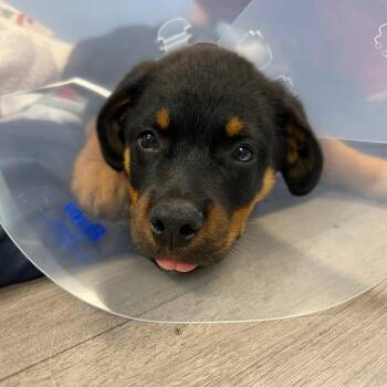 Wendell -  Rottweiler and Mixed Breed Dog for Adoption in Chesapeake, Virginia - Wendell | PetCurious