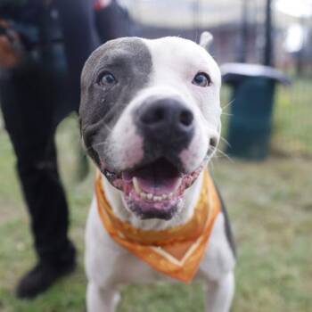 PAOLO -  American Staffordshire Terrier Dog for Adoption in San Antonio, Texas - PAOLO | PetCurious