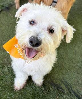 Lemon -  Poodle Dog for Adoption in Canutillo, Texas - Lemon | PetCurious