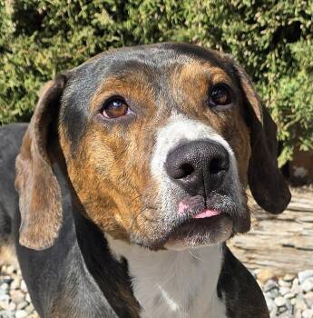 Basset Hound Dogs Available for Adoption - Polite Mr Poco = ​LOVE ! | PetCurious