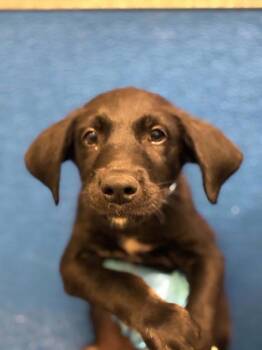 A255943 -  Labrador Retriever and Mixed Breed Dog for Adoption in Visalia, California - A255943 | PetCurious