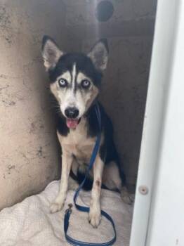 TAFFY -  Mixed Breed Dog for Adoption in West Palm Beach, Florida - TAFFY | PetCurious