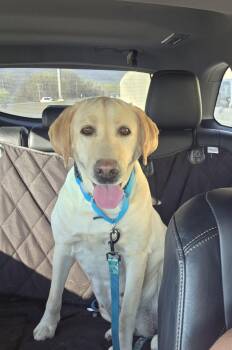 Labrador Retriever Dogs Available for Adoption in Warrington, Pennsylvania - Maggie | PetCurious