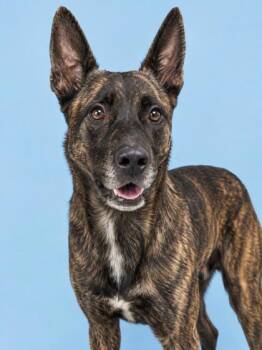 Ace 872-26 -  Shepherd and Great Dane Dog for Adoption in Cumming, Georgia - Ace 872-26 | PetCurious