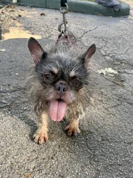 French Bulldog Dogs Available for Adoption in Margate, Florida - DAISY | PetCurious