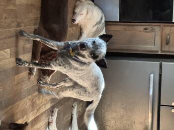 Eggnog -  Cattle Dog Dog for Adoption in Watertown, Connecticut - Eggnog | PetCurious