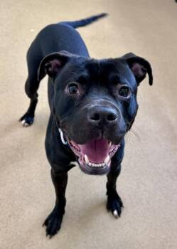 HERMOSO -  Pit Bull Terrier Dog for Adoption in Derwood, Maryland - HERMOSO | PetCurious