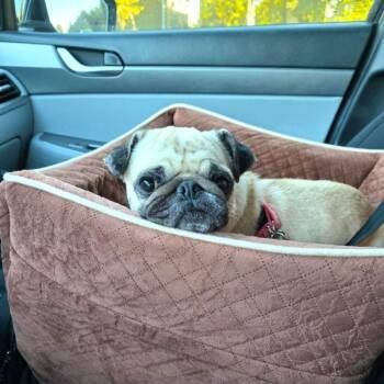 Rescue Pug Dogs for Adoption in Alvin, Texas - Daisy | PetCurious