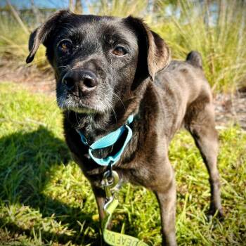 Mixed Breed Dogs Available for Adoption - Ginger | PetCurious
