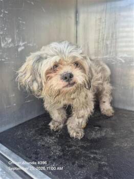 REPTAR -  Shih Tzu and Mixed Breed Dog for Adoption in San Antonio, Texas - REPTAR | PetCurious