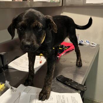 IVHS-Stray-139324 -  Labrador Retriever Dog for Adoption in San Gabriel, California - IVHS-Stray-139324 | PetCurious