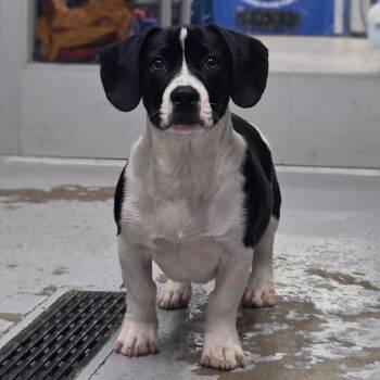 Sprout -  Beagle and Basset Hound Dog for Adoption in Newport, Tennessee - Sprout | PetCurious