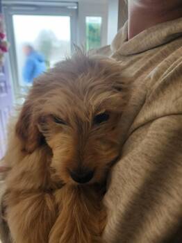 Goldendoodle Dogs Available for Adoption in Monticello, New York - Eleanor | PetCurious