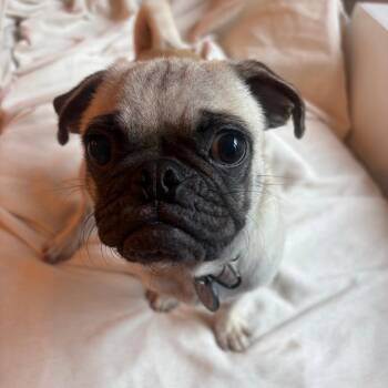Gnocchi -  Pug Dog for Adoption in New York, New York - Gnocchi | PetCurious