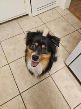 Chicken Wing (CW) -  Australian Shepherd Dog for Adoption in Garland, Texas - Chicken Wing (CW) | PetCurious