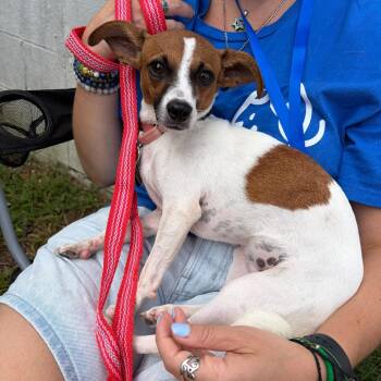 GLINDA -  Terrier and Mixed Breed Dog for Adoption in Waterford, New Jersey - GLINDA | PetCurious