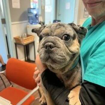 Zuzu -  French Bulldog Dog for Adoption in St. Louis, Missouri - Zuzu | PetCurious