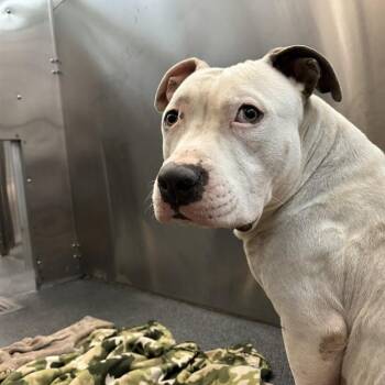 Mixed Breed Dogs Available for Adoption - FORD | PetCurious