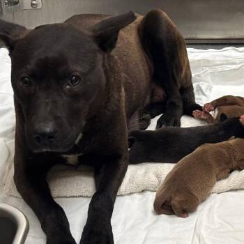 Mixed Breed Dogs Available for Adoption - Sable | PetCurious