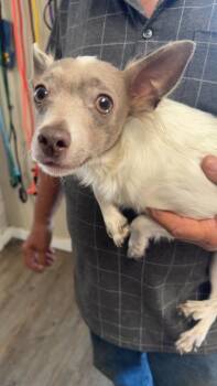 Jack -  Chihuahua and Dachshund Dog for Adoption in Winchester, Indiana - Jack | PetCurious