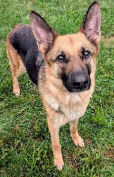 ARTEMIS -  German Shepherd Dog Dog for Adoption in Akron, Ohio - ARTEMIS | PetCurious