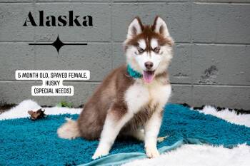 Alaska -  Husky Dog for Adoption in Sevierville, Tennessee - Alaska | PetCurious