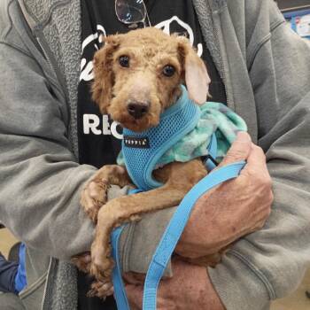 Poodle Dogs Available for Adoption - CINNAMON | PetCurious