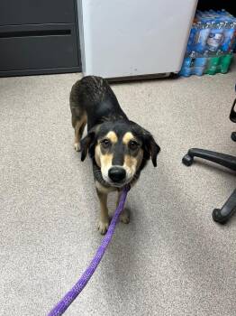 Vivi / Fern -  Beagle and Shepherd Dog for Adoption in Troy, Ohio - Vivi / Fern | PetCurious