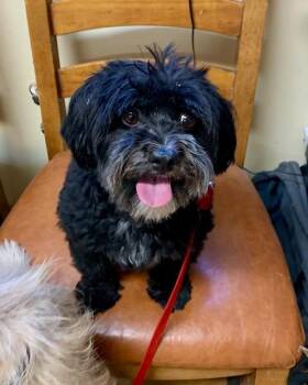 Toto -  Scottish Terrier and Shih Tzu Dog for Adoption in Thayne, Wyoming - Toto | PetCurious