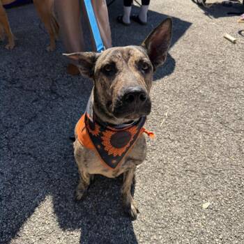 Freddy Krueger -  Shepherd and Mixed Breed Dog for Adoption in San Antonio, Texas - Freddy Krueger | PetCurious