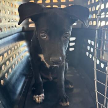 Nacho -  Terrier Dog for Adoption in Birmingham, Alabama - Nacho | PetCurious
