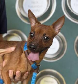 Mochiko -  Chihuahua and Mixed Breed Dog for Adoption in Honolulu, Hawaii - Mochiko | PetCurious