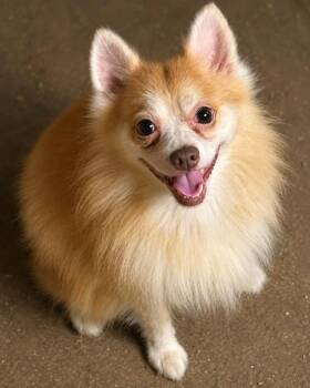 Gus -  Pomeranian and Chihuahua Dog for Adoption in Cedarburg, Wisconsin - Gus | PetCurious
