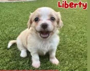 Liberty -  Terrier Dog for Adoption in Mesa, Arizona - Liberty | PetCurious