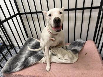 Dogo Argentino Dogs Available for Adoption - Bianca | PetCurious