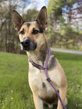 German Shepherd Dog Dogs Available for Adoption in Bridgton, Maine - Holt  | PetCurious