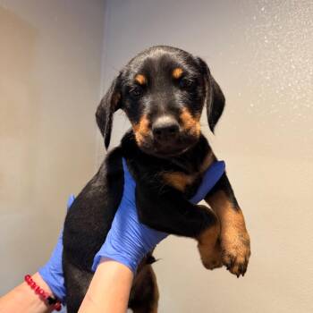IVHS-Stray-144412 -  Rottweiler and Terrier Dog for Adoption in San Gabriel, California - IVHS-Stray-144412 | PetCurious