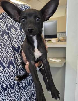 Terrier Dogs Available for Adoption - WARHOL | PetCurious