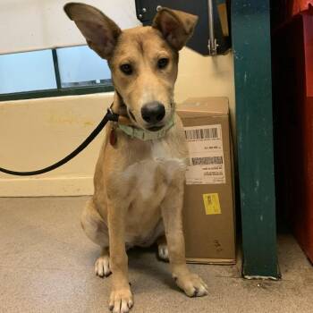 Rachel -  Shepherd and Mixed Breed Dog for Adoption in Pasadena, California - Rachel | PetCurious