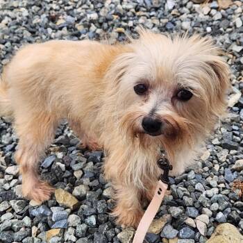 Selena -  Terrier Dog for Adoption in Walnutport, Pennsylvania - Selena | PetCurious