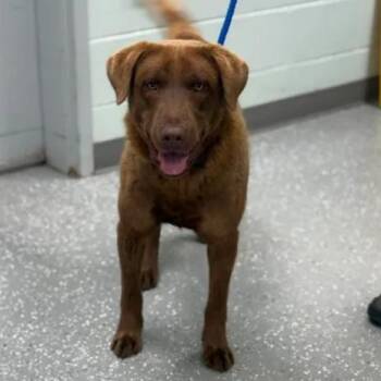 Labrador Retriever Dogs Available for Adoption in Bardstown, Kentucky - Snickers | PetCurious