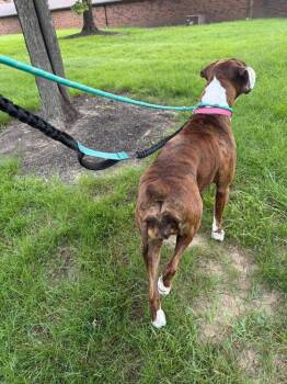 Haley -  Boxer Dog for Adoption in Grove City, Ohio - Haley | PetCurious