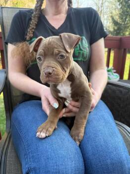 Terrier Dogs Available for Adoption - Nicki | PetCurious