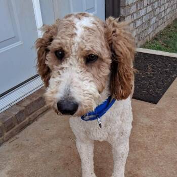 Poodle Dogs Available for Adoption in Hopkinton, Massachusetts - Whiskey | PetCurious