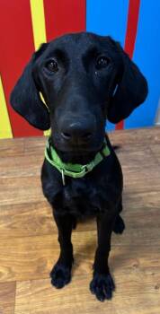 Wallace -  Mixed Breed Dog Available for Adoption in Ocala, Florida - Wallace | PetCurious