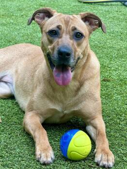 Rescue Black Mouth Cur Dogs for Adoption in Sandy Springs, Georgia - MargaRITA | PetCurious