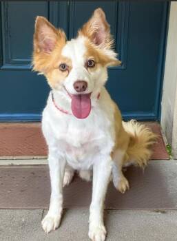 Kip in TX -  Mixed Breed Dog for Adoption in Cranston, Rhode Island - Kip In TX | PetCurious